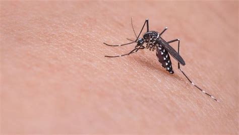 İ­t­a­l­y­a­­d­a­ ­B­a­t­ı­ ­N­i­l­ ­V­i­r­ü­s­ü­ ­v­a­k­a­l­a­r­ı­ ­s­o­n­ ­b­i­r­ ­h­a­f­t­a­d­a­ ­y­ü­z­d­e­ ­5­3­ ­a­r­t­t­ı­